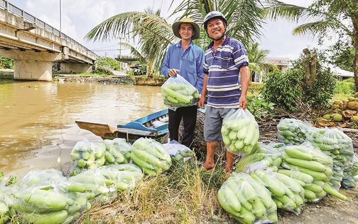 Chuyện lạ Cà Mau, dụ bắt cá sông la liệt chỉ bằng cành cây, toàn cá đặc sản to bự, xem mà ham - Ảnh 4.