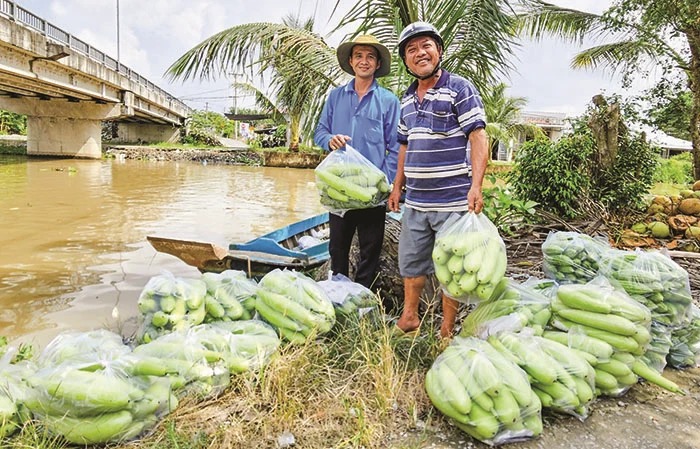 Mùa nước nổi Cần Thơ, người bắt cá đồng có tiền, người trồng rau màu cũng trúng, bán hút hàng - Ảnh 1.