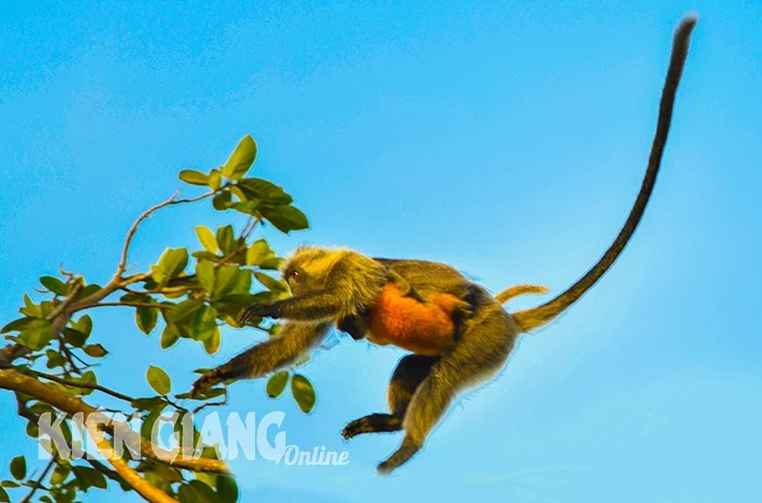 Ngồi bế con trên mỏm núi đá ở Kiên Giang là loài động vật hoang dã, nhỏ hay bám mẹ, có tên trong sách Đỏ - Ảnh 2.