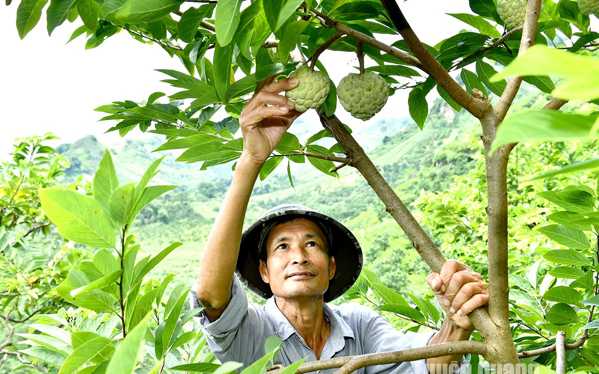 Trồng cây na sầu riêng quả to bự, nuôi bò vỗ béo kiểu gì mà ông nông dân Sơn La bỏ túi hơn nửa tỷ? - Ảnh 3.