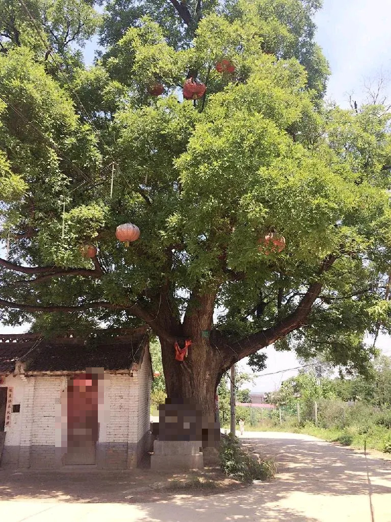 Người xưa có câu: “Cây thanh long trước cửa. con cháu giàu có, sung túc" - Ảnh 2.