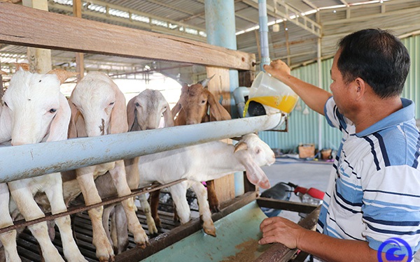 Trồng cây na sầu riêng quả to bự, nuôi bò vỗ béo kiểu gì mà ông nông dân Sơn La bỏ túi hơn nửa tỷ? - Ảnh 10.