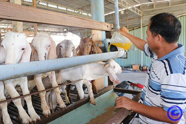 Đây là con vật nuôi đang tăng giá tốt ở Tiền Giang, nhà nào bắt bán là trúng, cứ 1 con cầm chắc 2-3 triệu - Ảnh 1.