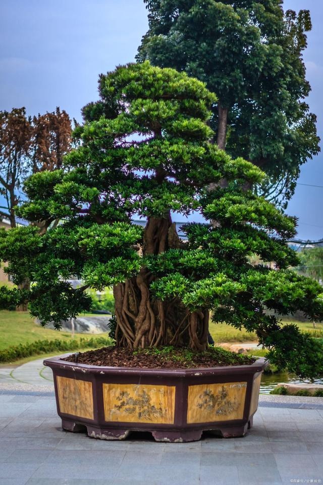 Người xưa có câu: “Cây thanh long trước cửa. con cháu giàu có, sung túc", đó là cây nào?- Ảnh 10.