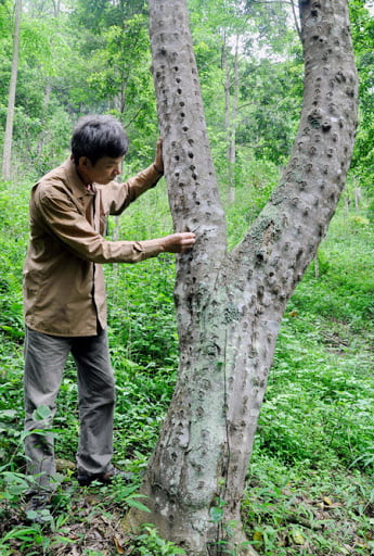 Đi tìm nghìn lẻ một cách làm giàu của nông dân: Nên trồng cây trầm hương trong vườn nhà - Ảnh 3.