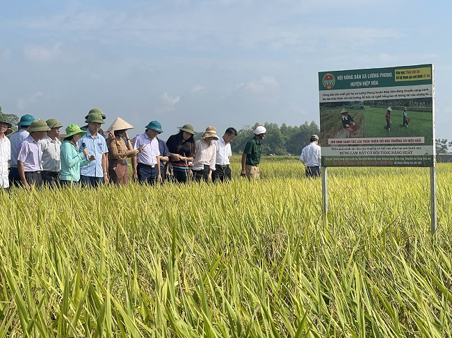 Trồng lúa thân thiện với môi trường, lúa trĩu bông, nông dân huyện Hiệp Hoà ở Bắc Giang có thu nhập tốt hơn hẳn- Ảnh 1.