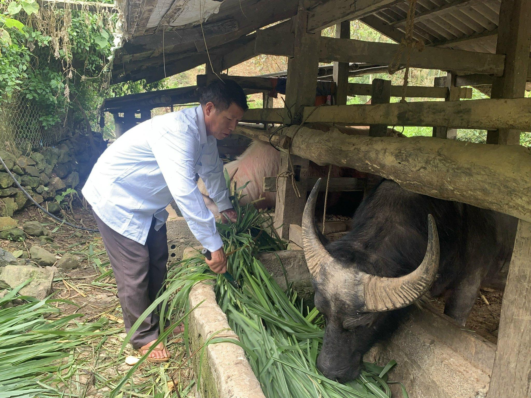 Dự báo không khí lạnh hoạt động mạnh, chủ động phòng chống đói rét và dịch bệnh cho vật nuôi  - Ảnh 1.