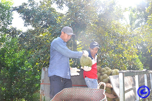 Loại quả đặc sản trong vườn trồng "cây tiền tỷ" ở Tiền Giang lại "ngược dòng" tăng giá, dân cắt bán là trúng - Ảnh 1.