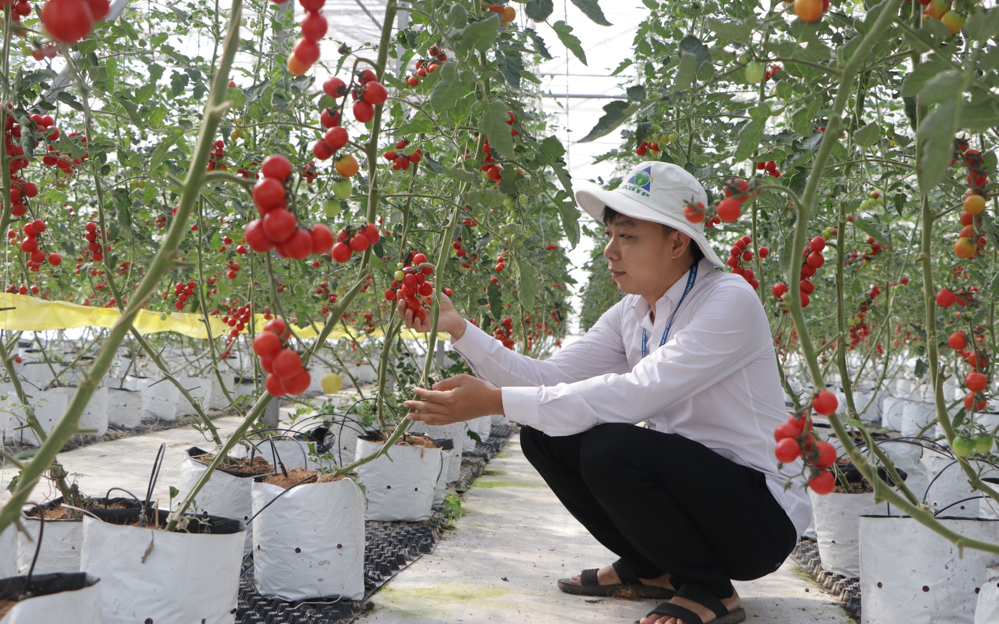 Người dân có được phép chuyển đổi mục đích sử dụng đất khi sổ đỏ đang cầm cố ở ngân hàng?- Ảnh 2.