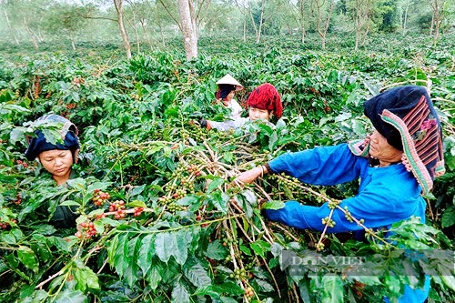 Thoát nghèo, khá giả từ nguồn vốn vay ưu đãi Ngân hàng CSXH ở Mường Ảng- Ảnh 3.