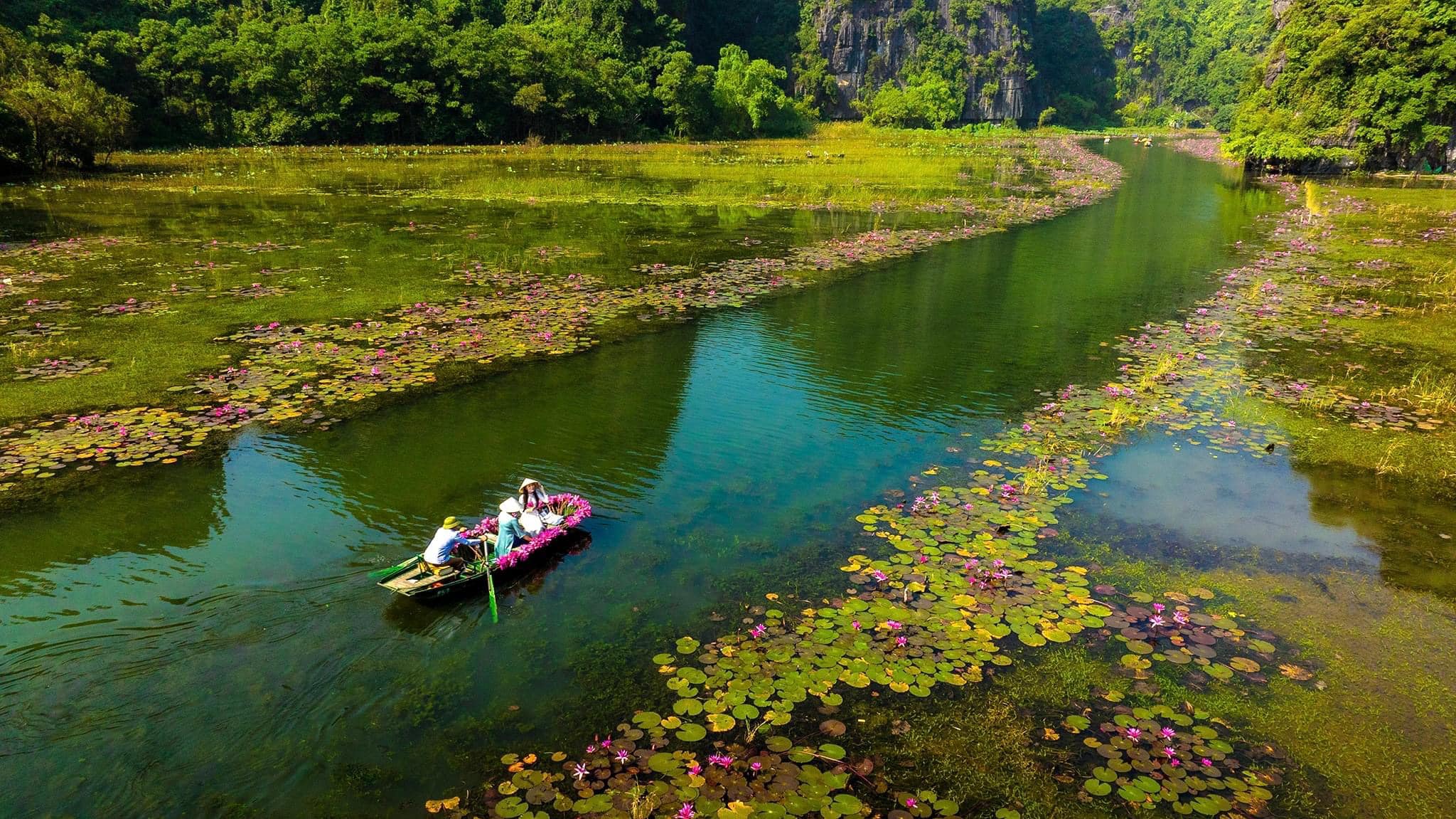 Đi du lịch Ninh Bình mùa nào đẹp nhất?: Ngất ngây mùa hoa súng trên dòng sông Ngô Đồng - Ảnh 1.