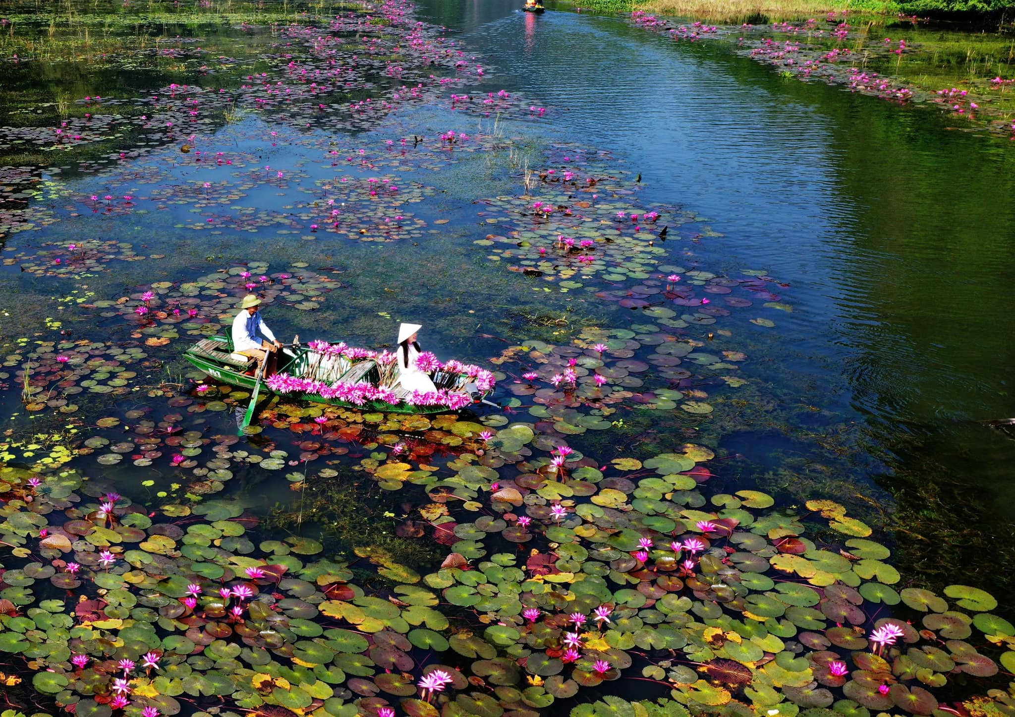 Đi du lịch Ninh Bình mùa nào đẹp nhất?: Ngất ngây mùa hoa súng trên dòng sông Ngô Đồng - Ảnh 6.