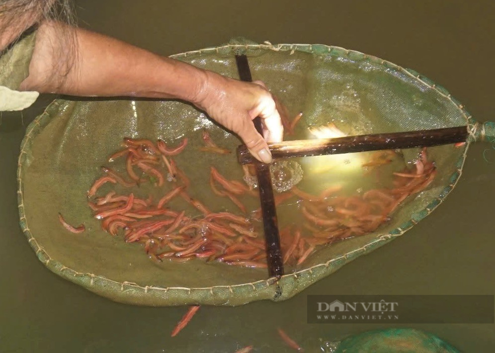 Lão nông ở Nghệ An rải thứ lạ xuống ruộng để "vỗ béo" con đặc sản có màu đỏ au - Ảnh 4.