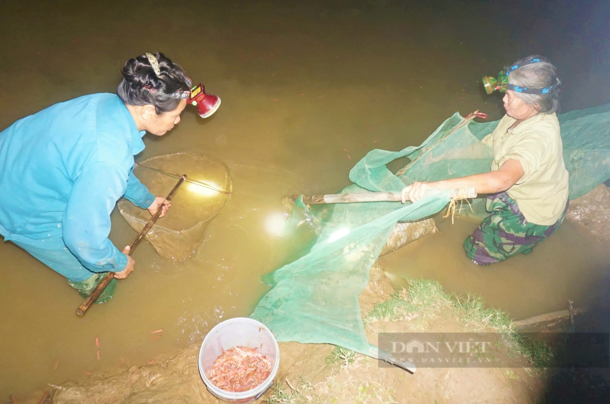 Lão nông ở Nghệ An rải thứ lạ xuống ruộng để "vỗ béo" con đặc sản có màu đỏ au - Ảnh 8.