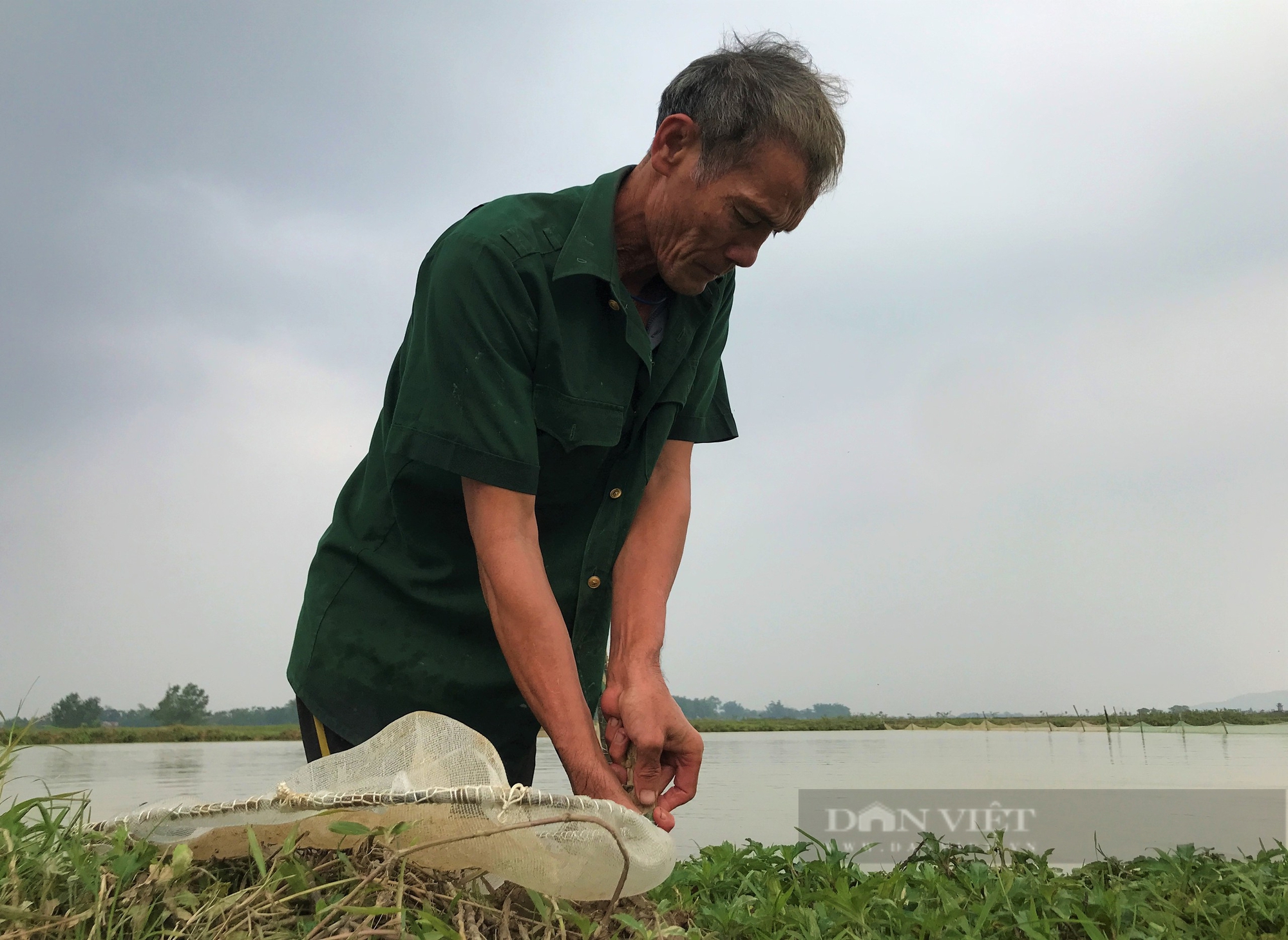 Lão nông ở Nghệ An rải thứ lạ xuống ruộng để "vỗ béo" con đặc sản có màu đỏ au - Ảnh 6.