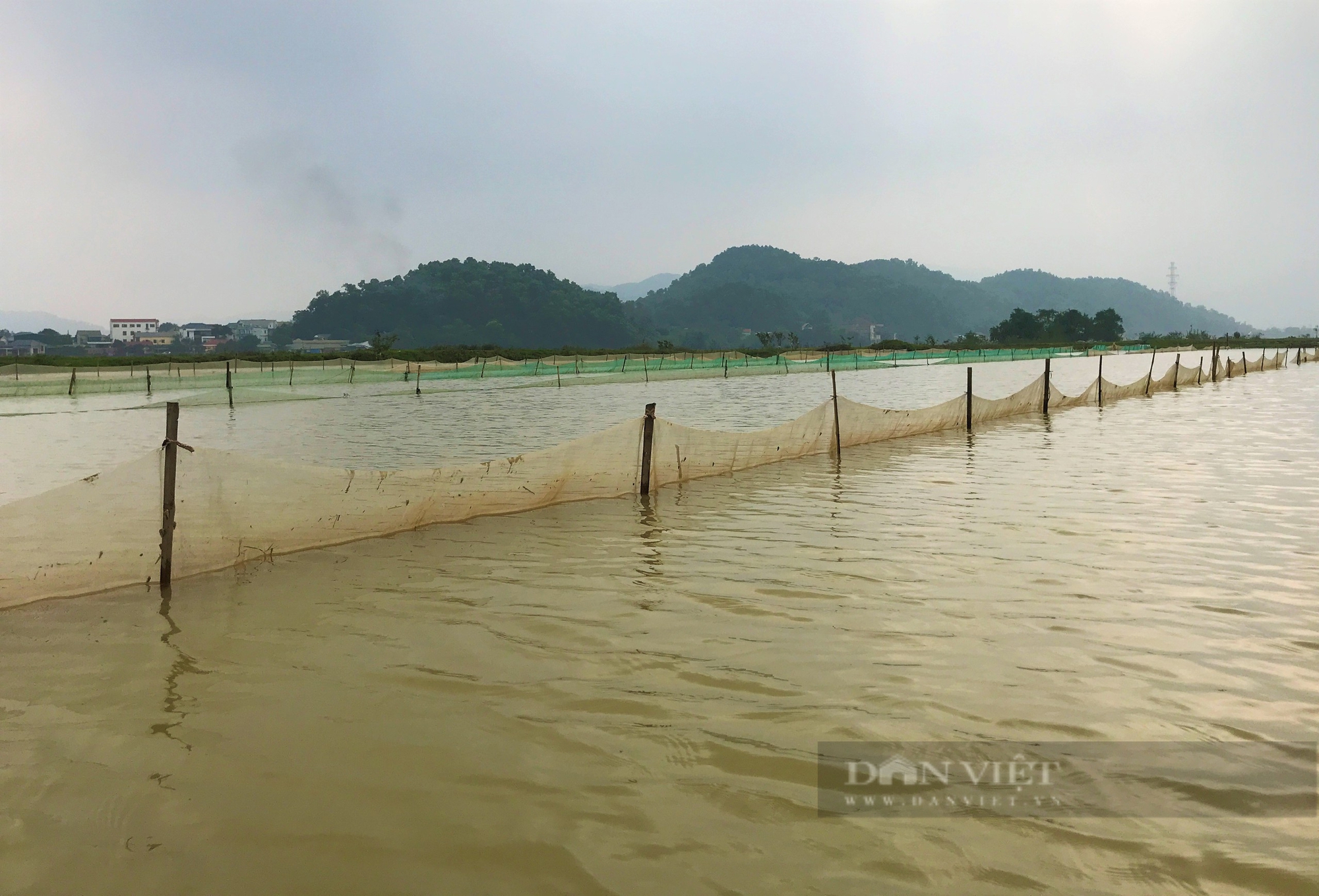 Lão nông ở Nghệ An rải thứ lạ xuống ruộng để "vỗ béo" con đặc sản có màu đỏ au - Ảnh 2.