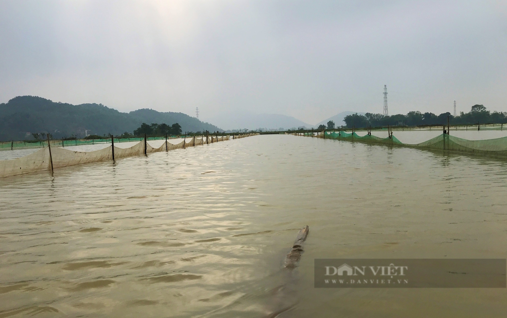 Lão nông ở Nghệ An rải thứ lạ xuống ruộng để "vỗ béo" con đặc sản có màu đỏ au - Ảnh 9.