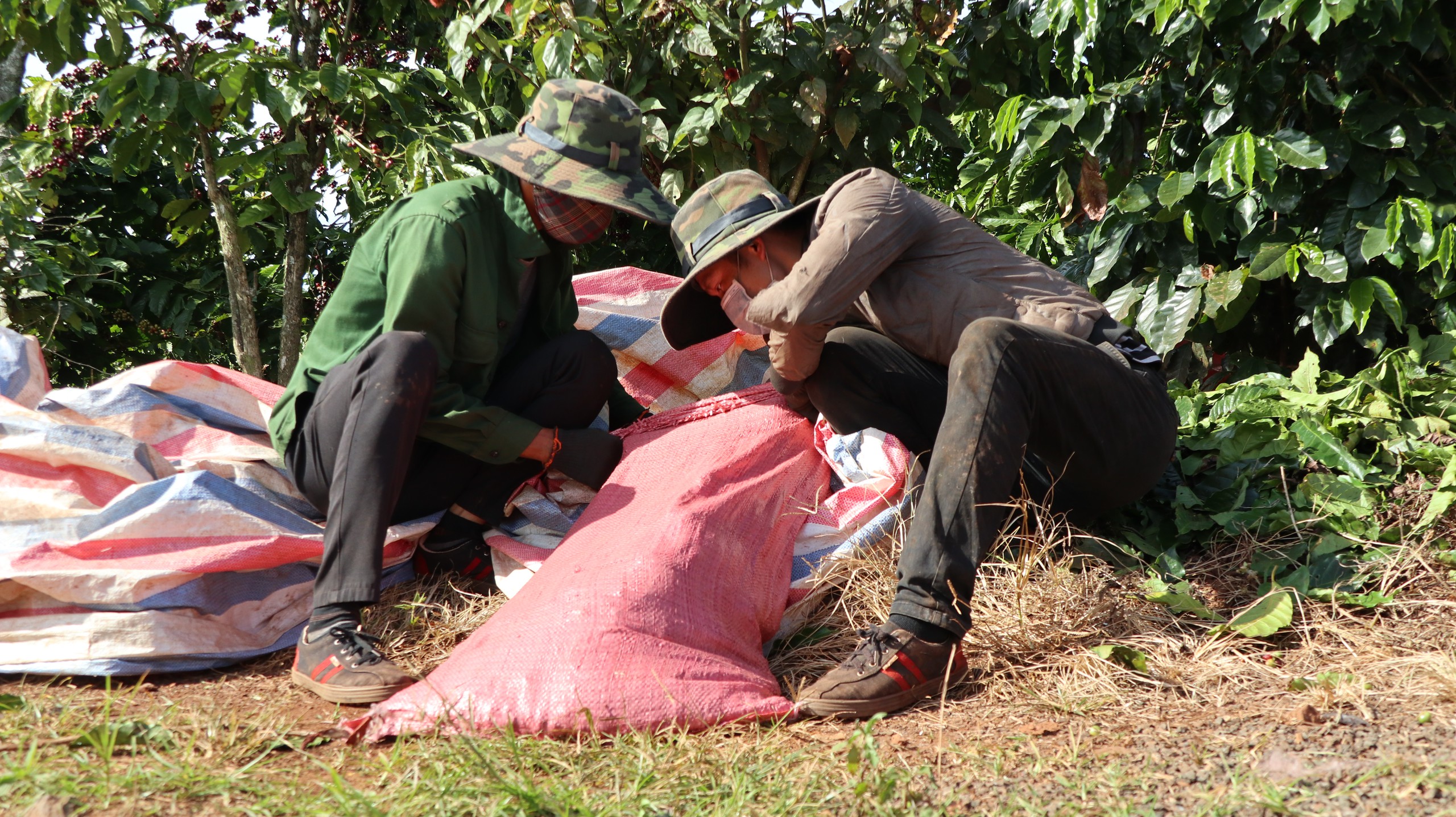 Giá cà phê cao kỷ lục, nông dân Lâm Đồng phân vân “nên bán hay chờ” - Ảnh 4.