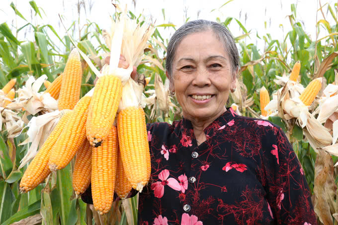 Hiện thực hoá nỗi "trăn trở" của ngành chăn nuôi: Phát triển vùng nguyên liệu ngô, sắn ở Tây Nguyên - Ảnh 1.