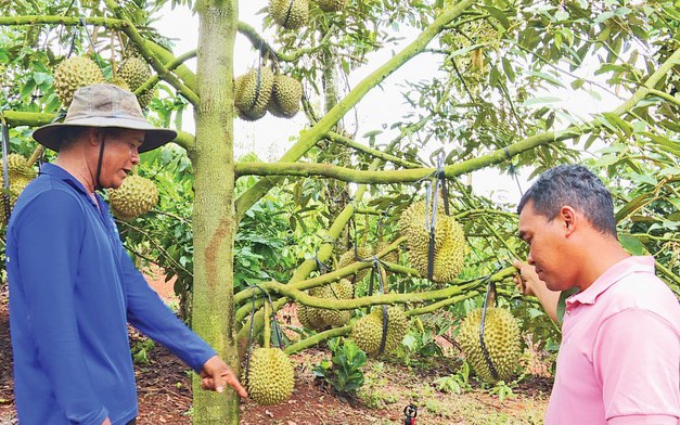 Cá mát, cá đặc sản để dành dưới suối ở Nghệ An, dân nơi này đánh bắt khi nào mà cả làng vui đáo để? - Ảnh 7.