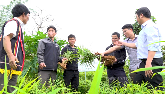 Đặc sản được ghép tên một vị thần ở vùng núi phía Tây Quảng Ngãi đang được nâng giá trị- Ảnh 3.