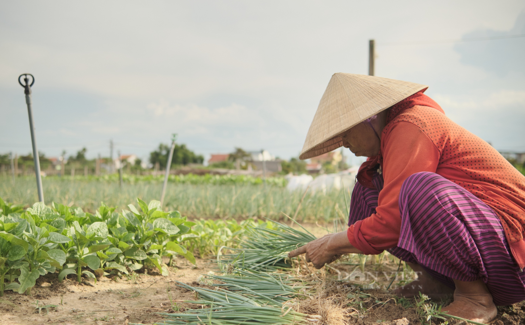 Khám phá Làng rau Trà Quế - Làng Du lịch tốt nhất năm 2024- Ảnh 7.