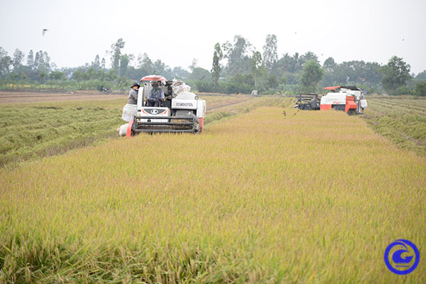 Ở Tiền Giang, lúa Thu đông đang bán giá tốt, nông dân hối hả vào vụ Đông xuân - Ảnh 1.