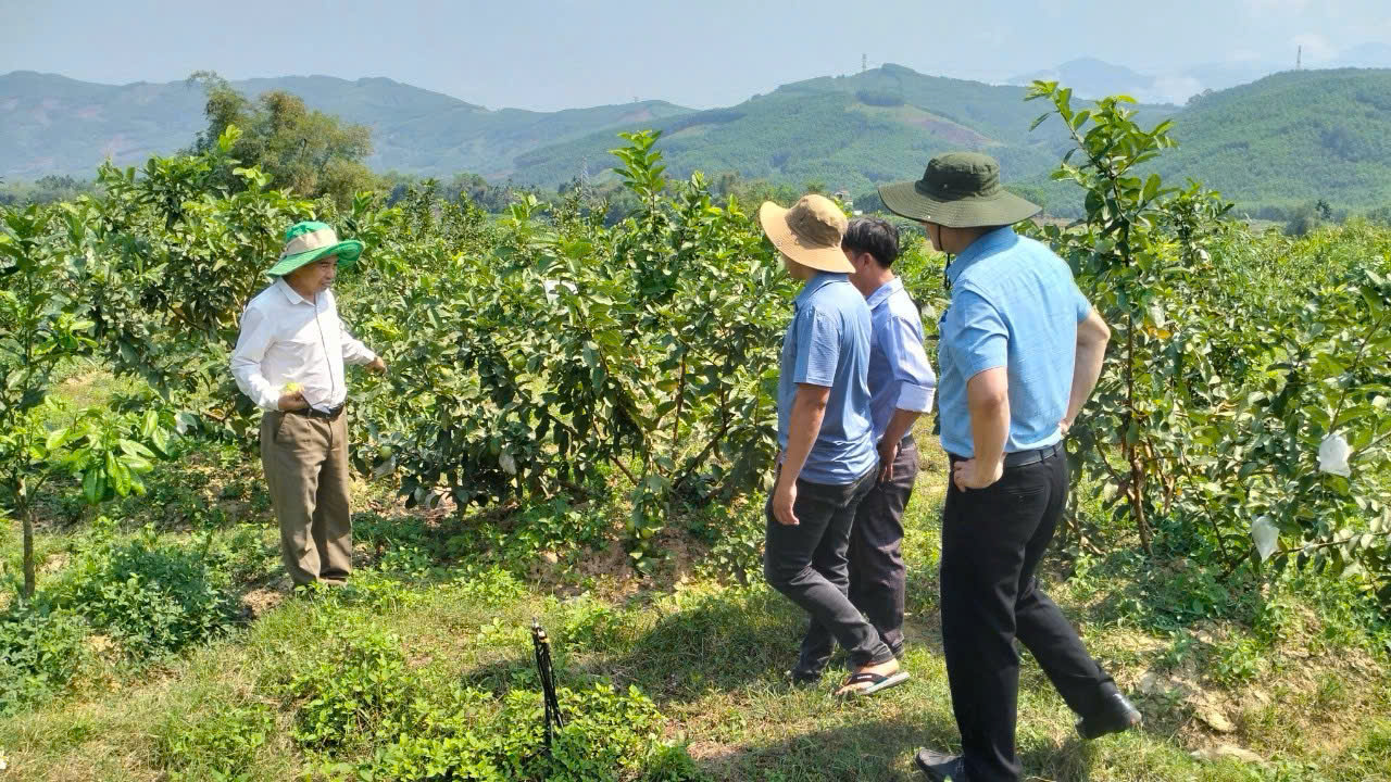 Tập trung nâng cao thu nhập cho người dân, một huyện miền núi của Quảng Ngãi “thay áo mới”- Ảnh 3.