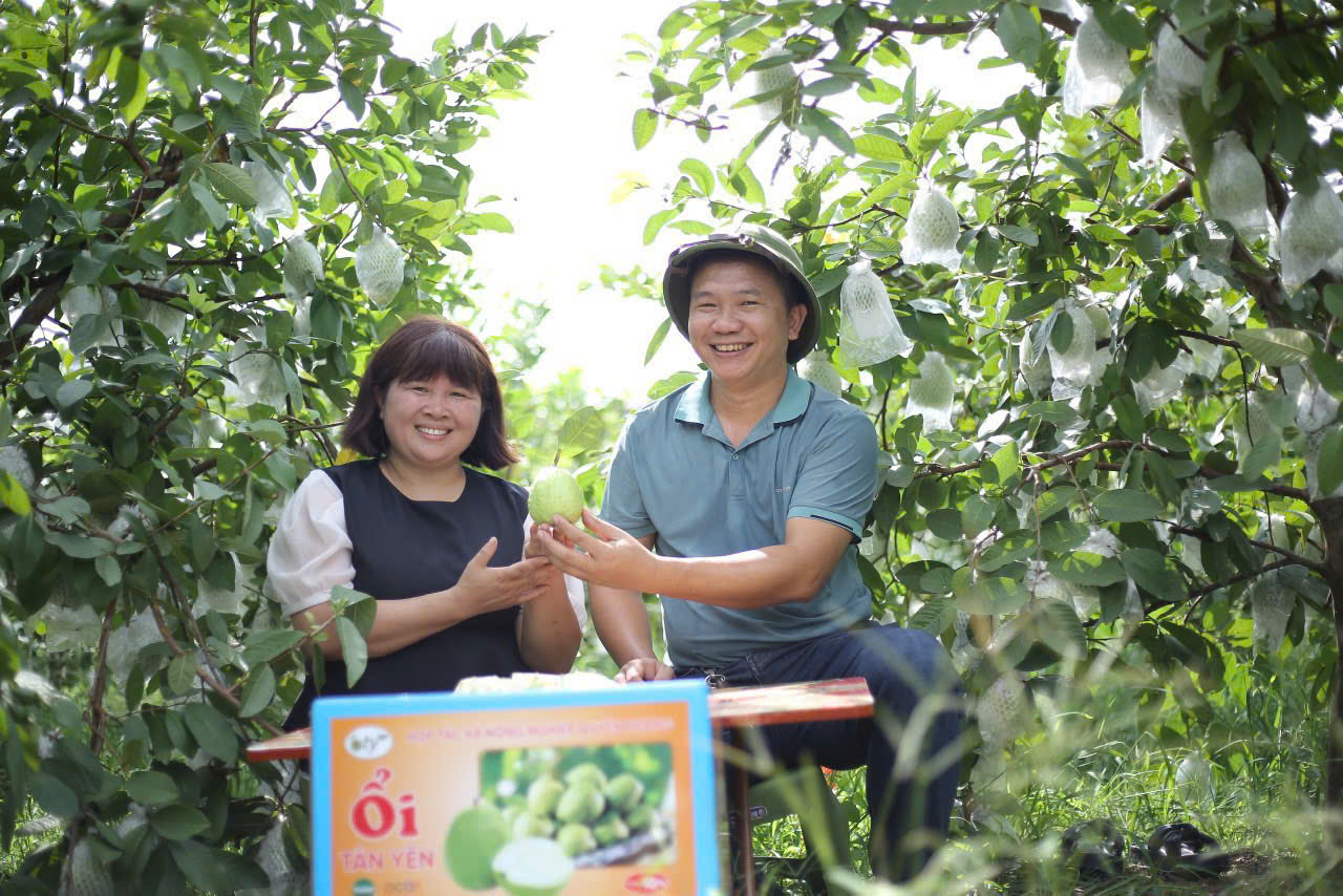 Sản phẩm OCOP có thương hiệu, nông dân một huyện ở Bắc Giang bán cả nghìn tấn ổi hết nhanh vèo vèo - Ảnh 1.