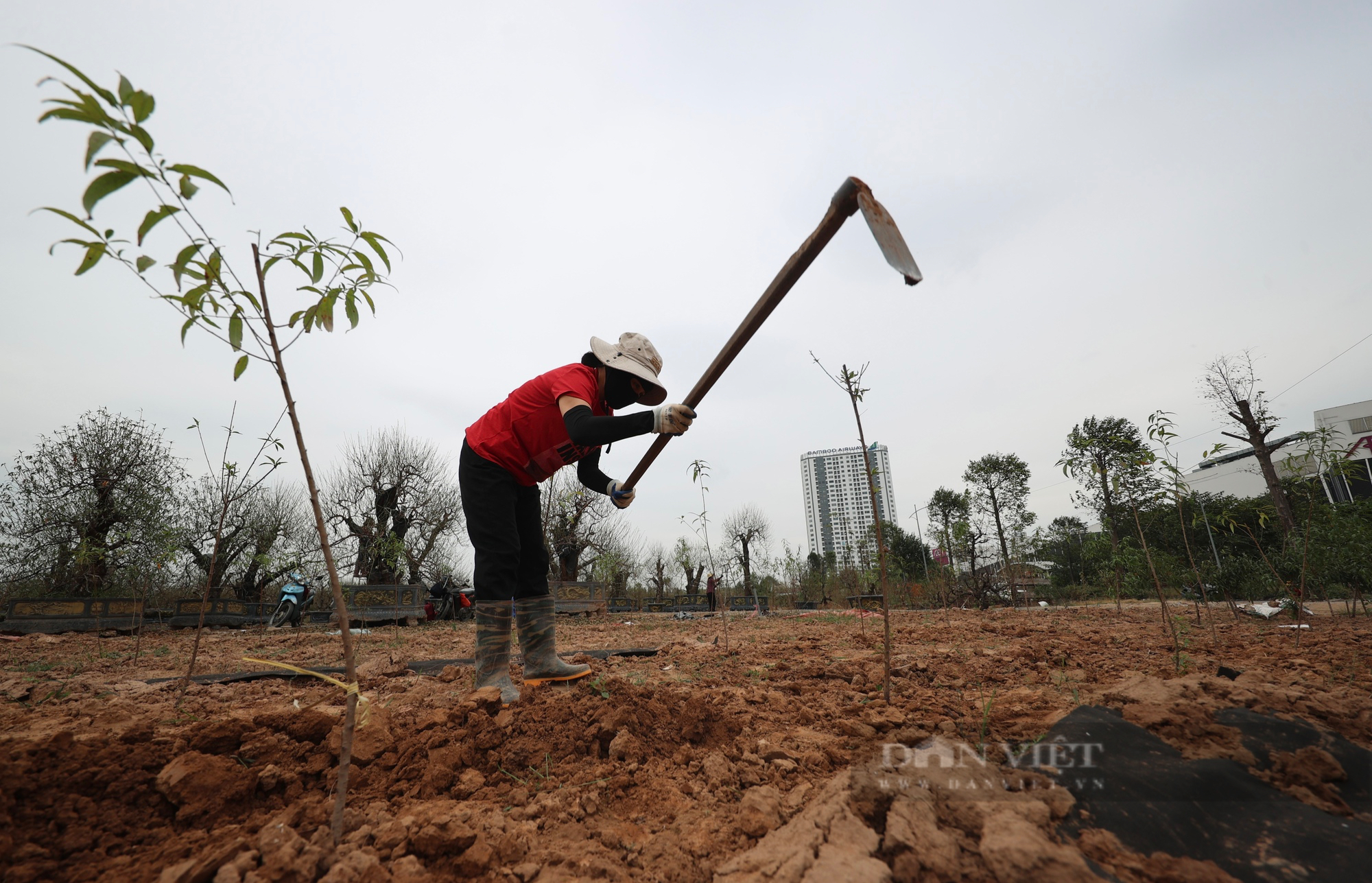 Làng đào La Cả tại Hà Nội không thiếu đào, đã lên chậu và bày bán la liệt trên đường- Ảnh 12.