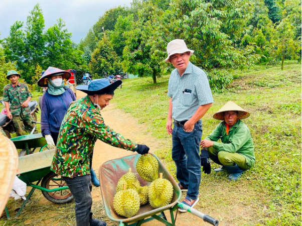 Thức thời, sầu riêng trở thành cây 'tỷ đô' hút vốn nhiều doanh nghiệp nông nghiệp trên sàn- Ảnh 2.