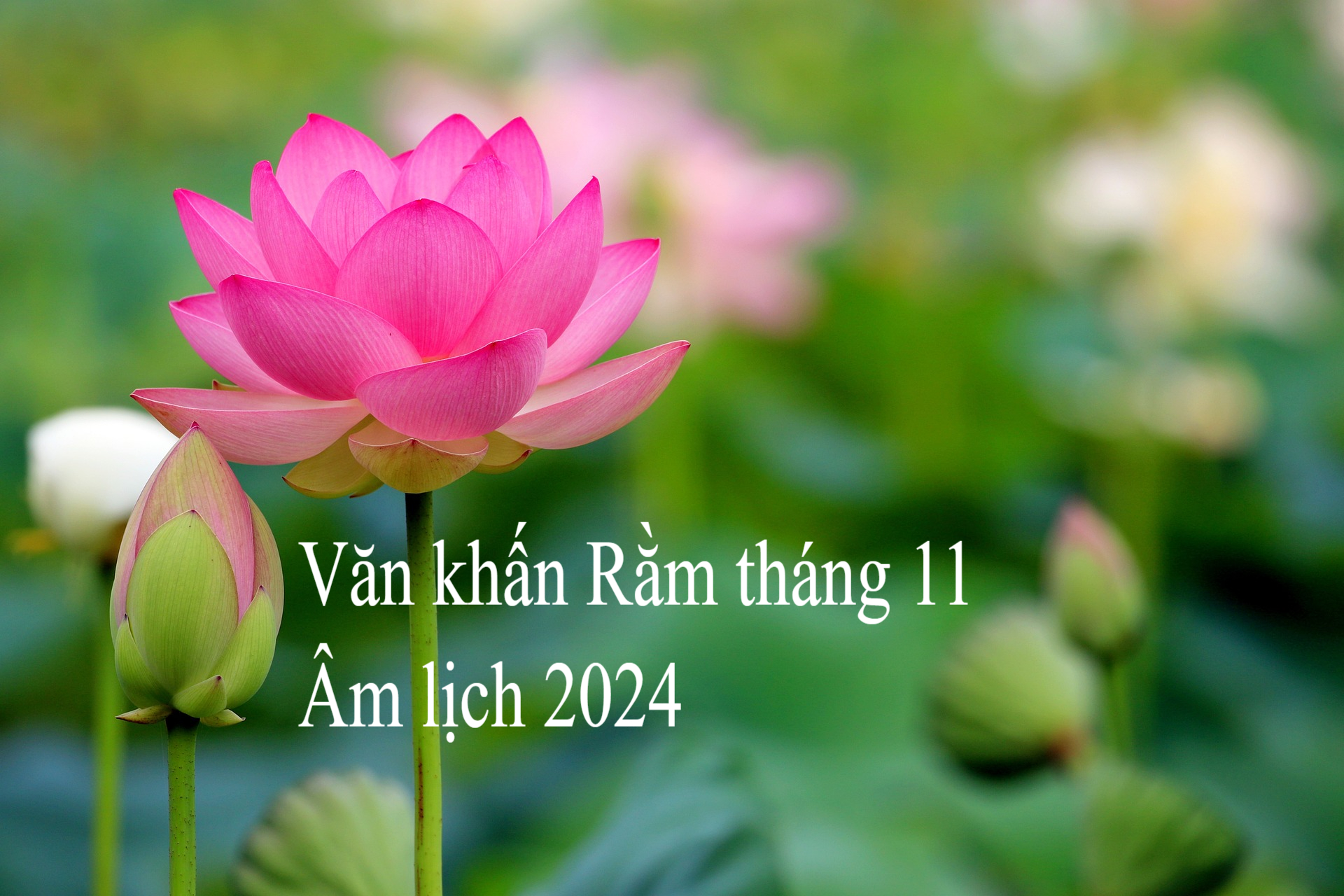 Văn khấn Rằm tháng 11 Âm lịch 2024 chính xác, cầu cuối năm Giáp Thìn may mắn, bình an - Ảnh 2.