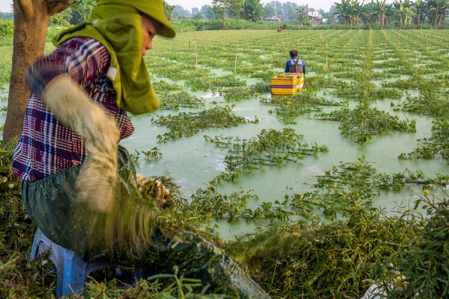 Vườn rau xanh mát ở ngoại ô TP.HCM: Chất liệu cho trải nghiệm du lịch nông thôn độc đáo - Ảnh 8.