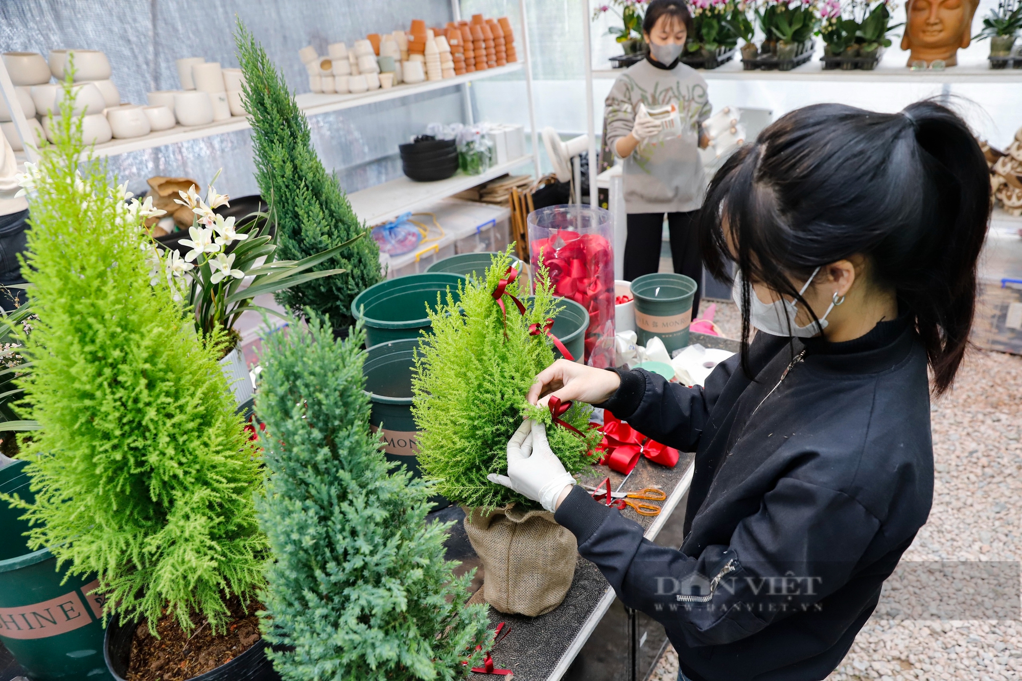 Loại cây phù hợp với nhà diện tích nhỏ, tỏa hương thơm ngát hút khách mùa Giáng sinh 2024- Ảnh 3.