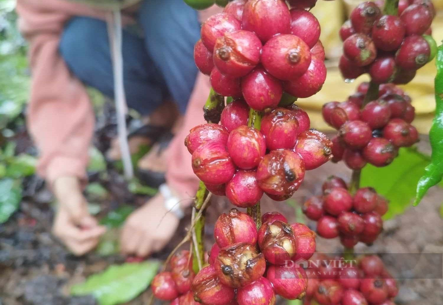 Người dân Lâm Đồng “sốt ruột” vì cà phê “ngâm nước”, rụng đầy gốc sau mưa - Ảnh 3.