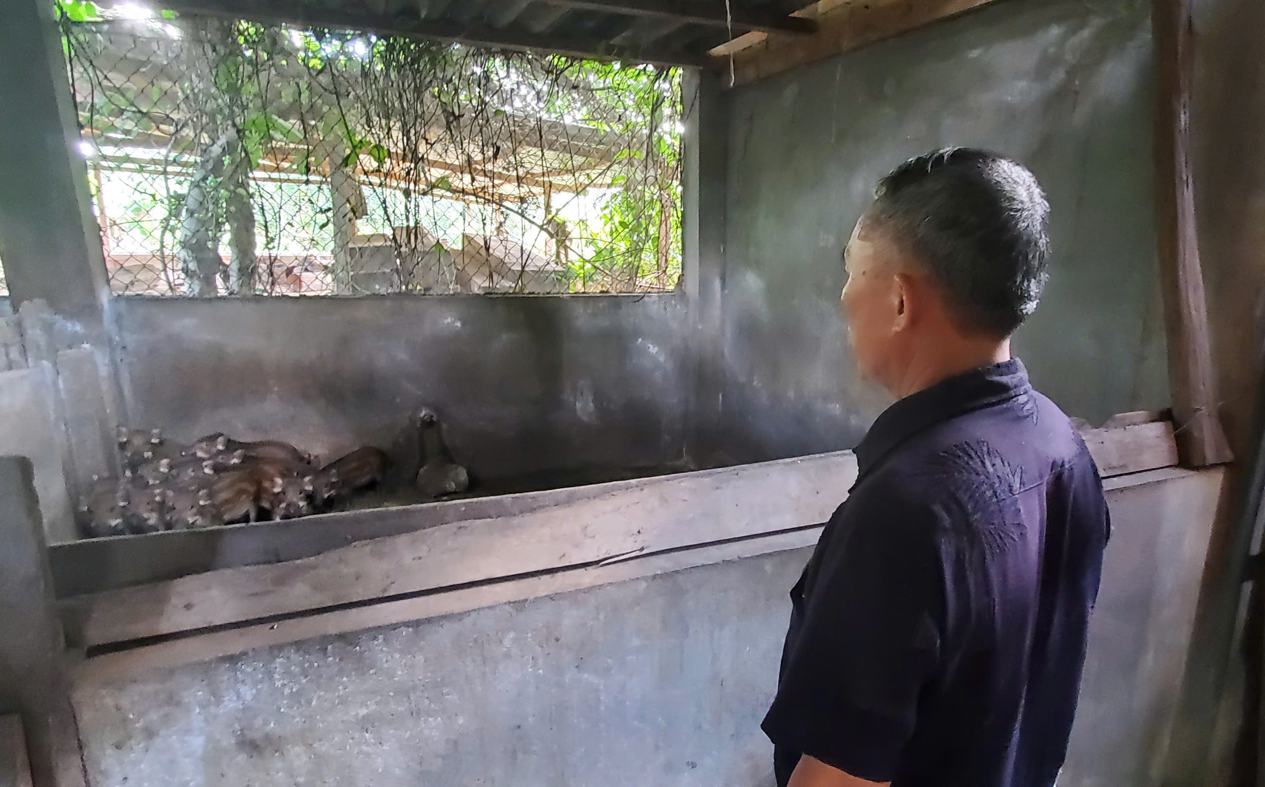 Nuôi giống heo chỉ ăn rau, cỏ, nông dân bỏ túi hàng trăm triệu - Ảnh 1.