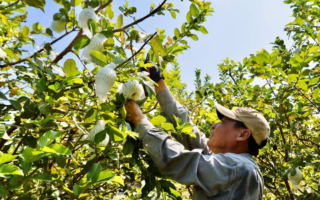 Liều nuôi cá đặc sản là chạch lấu, cá heo đuôi đỏ tại bể lót bạt ở Hậu Giang, bán 400.000 đồng/kg - Ảnh 3.