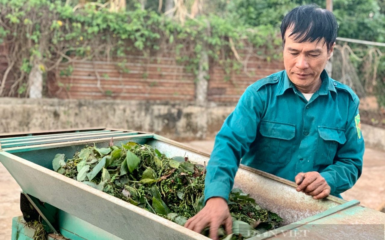 Lạc lối ở vườn cam "Xã Đoài" lớn nhất miền Trung - Ảnh 10.