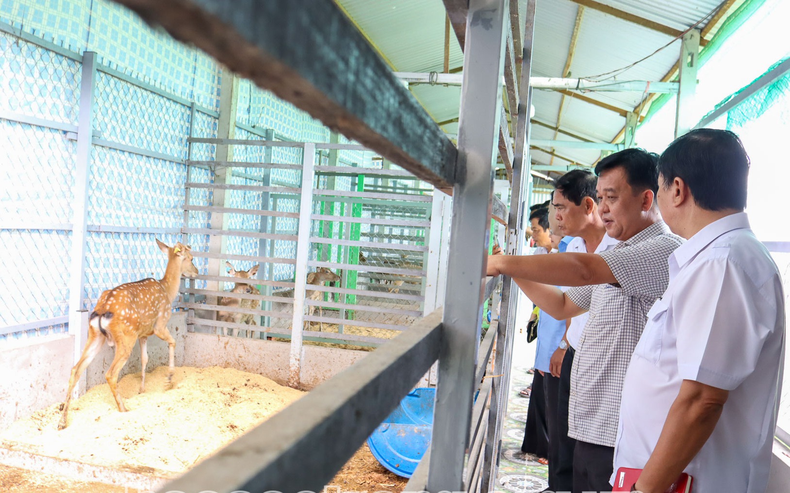 Tỷ phú Bình Dương trồng bưởi da xanh VietGAP kiểu gì mà cây thấp tè ra trái quá trời, ngồi hái quả - Ảnh 2.