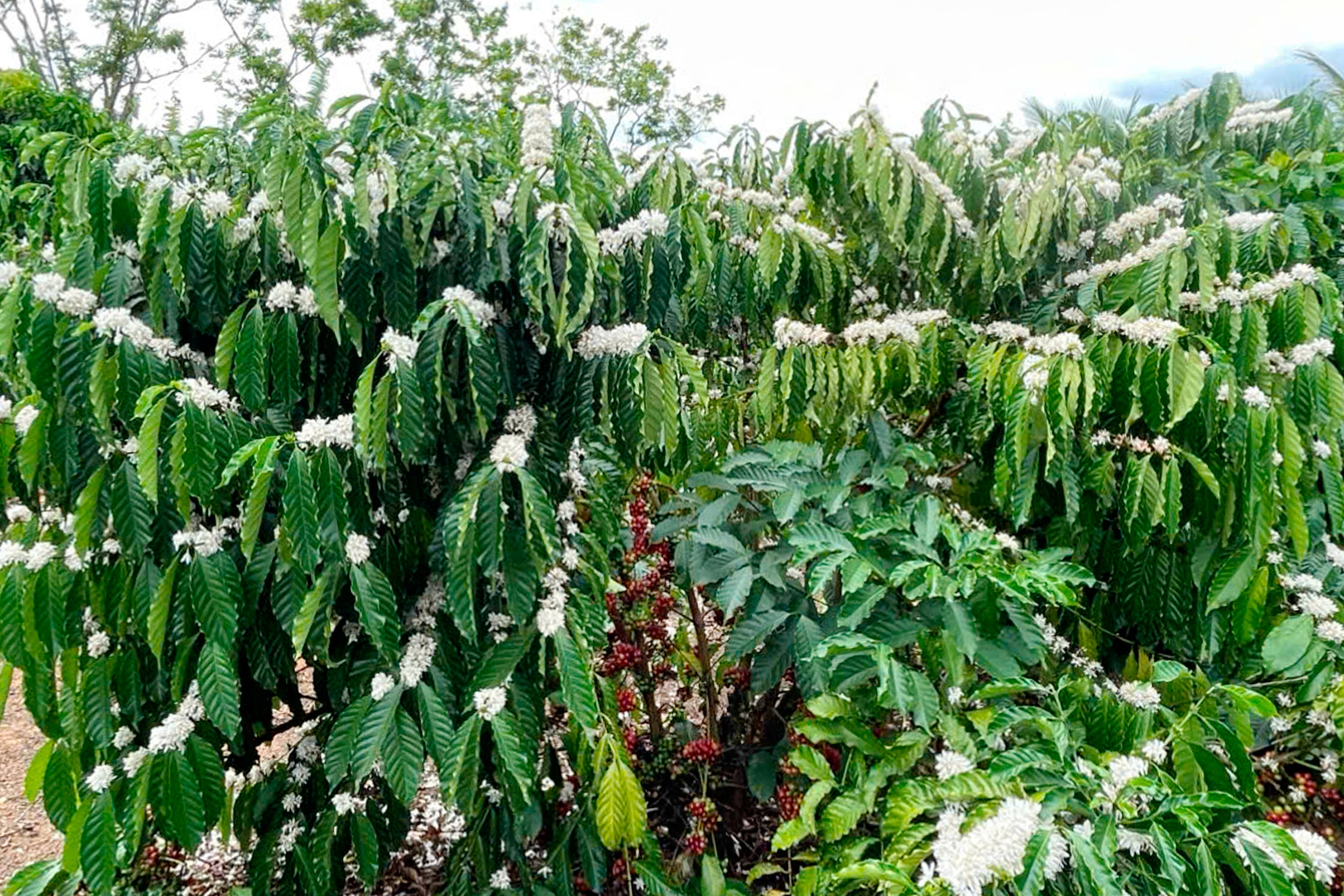 Mưa dai dẳng, nông dân Tây Nguyên "đứng ngồi không yên" giữa vụ cà phê chín đỏ, hoa trắng xóa - Ảnh 1.