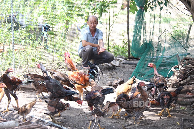 Đây là 3 con vật nuôi mang về cho một ông nông dân Bình Phước gần 1 tỷ đồng/năm - Ảnh 1.