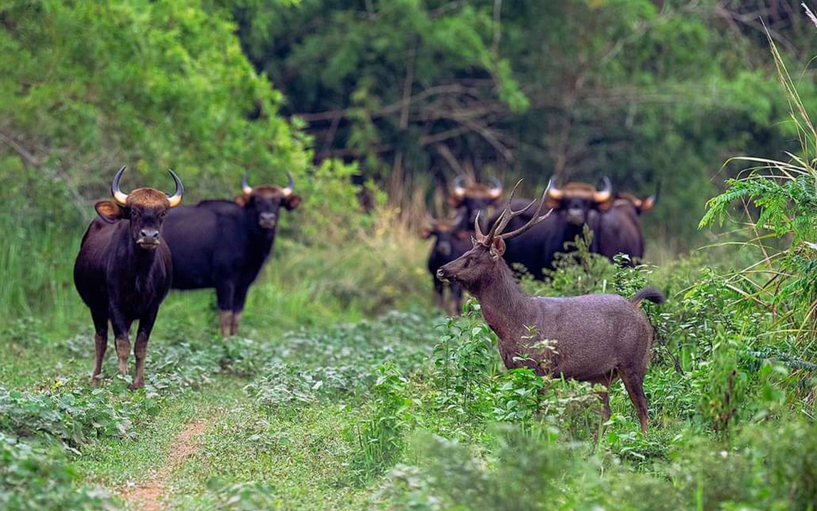 Tỷ phú Bình Dương trồng bưởi da xanh VietGAP kiểu gì mà cây thấp tè ra trái quá trời, ngồi hái quả - Ảnh 1.