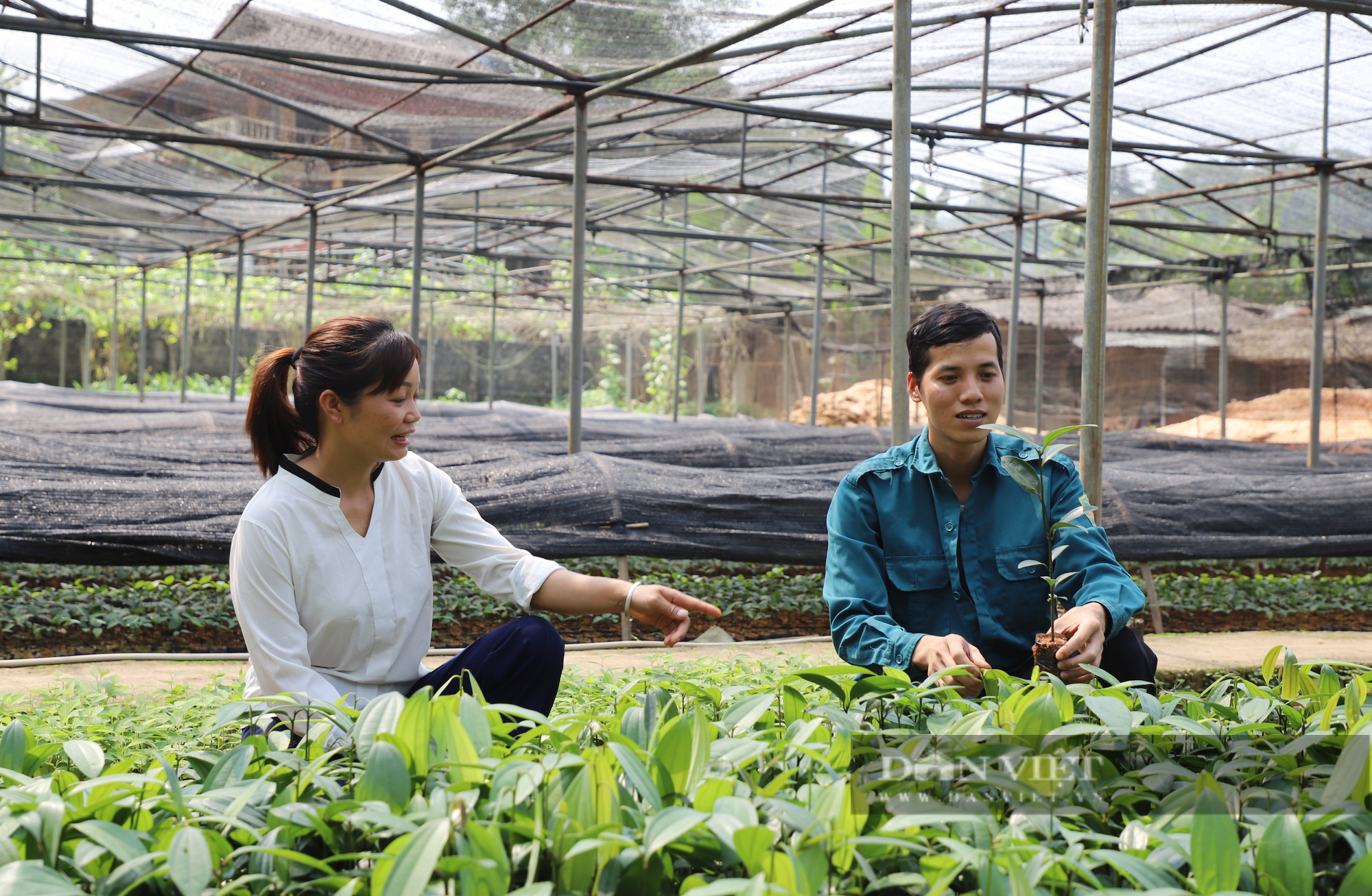 Nâng cao năng suất và chất lượng gỗ rừng trồng:  - Ảnh 1.