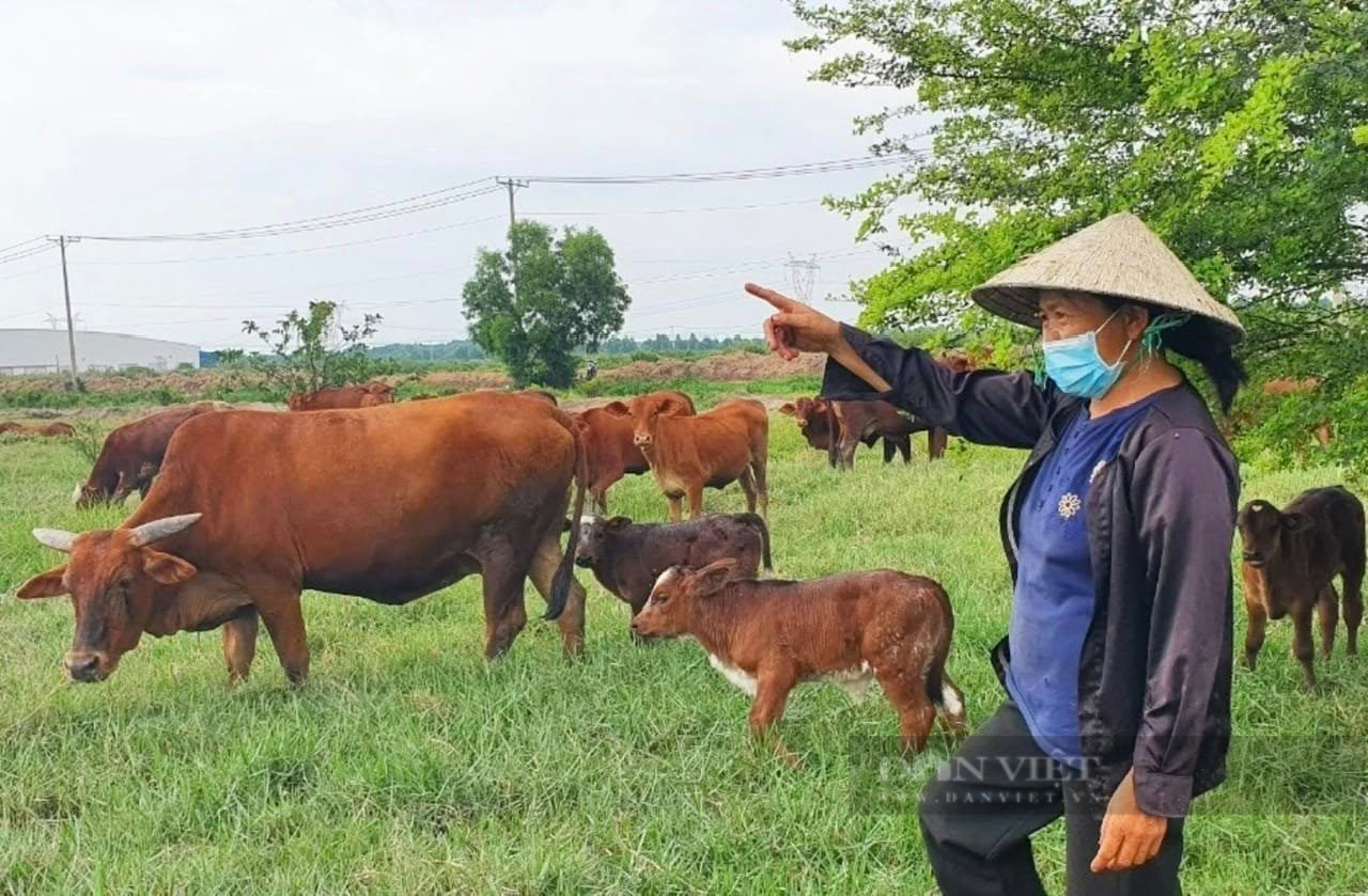 Chăn nuôi bò thịt kiểu gì, chị nông dân được UBND TP.HCM 4 lần tuyên dương nông dân tiêu biểu thành phố? - Ảnh 1.