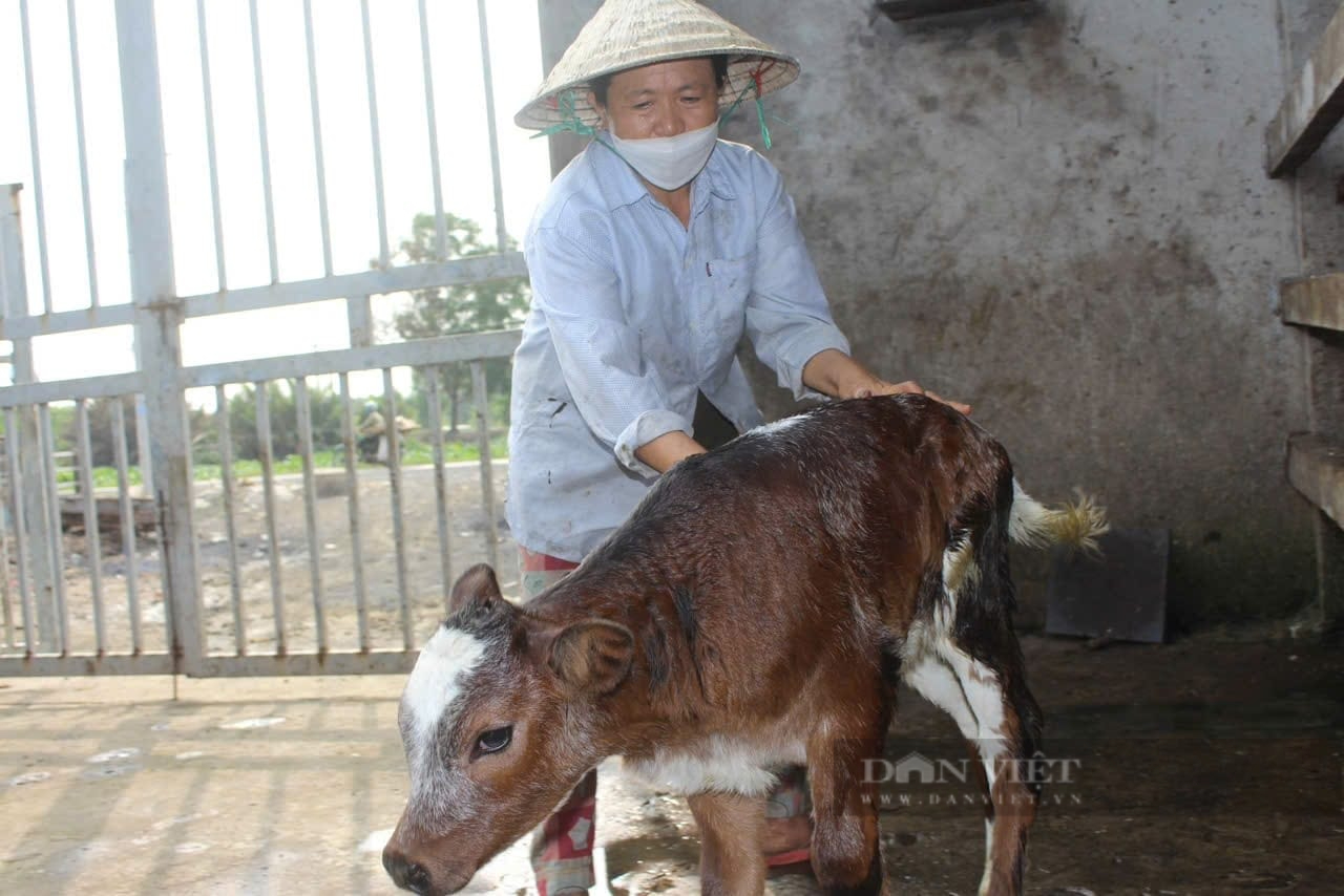 Chăn nuôi bò thịt kiểu gì, chị nông dân được UBND TP.HCM 4 lần tuyên dương nông dân tiêu biểu thành phố? - Ảnh 5.