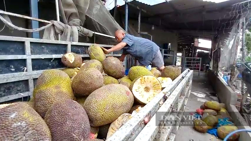 Chăn nuôi bò thịt kiểu gì, chị nông dân được UBND TP.HCM 4 lần tuyên dương nông dân tiêu biểu thành phố? - Ảnh 3.