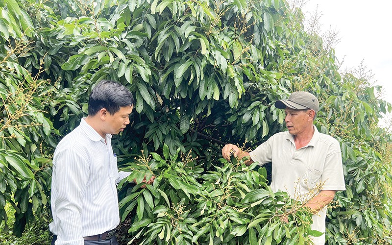 Ông Huỳnh Văn Thòn nêu sự khác nhau giữa cánh đồng mẫu lớn và đề án 1 triệu ha lúa CLC - Ảnh 5.