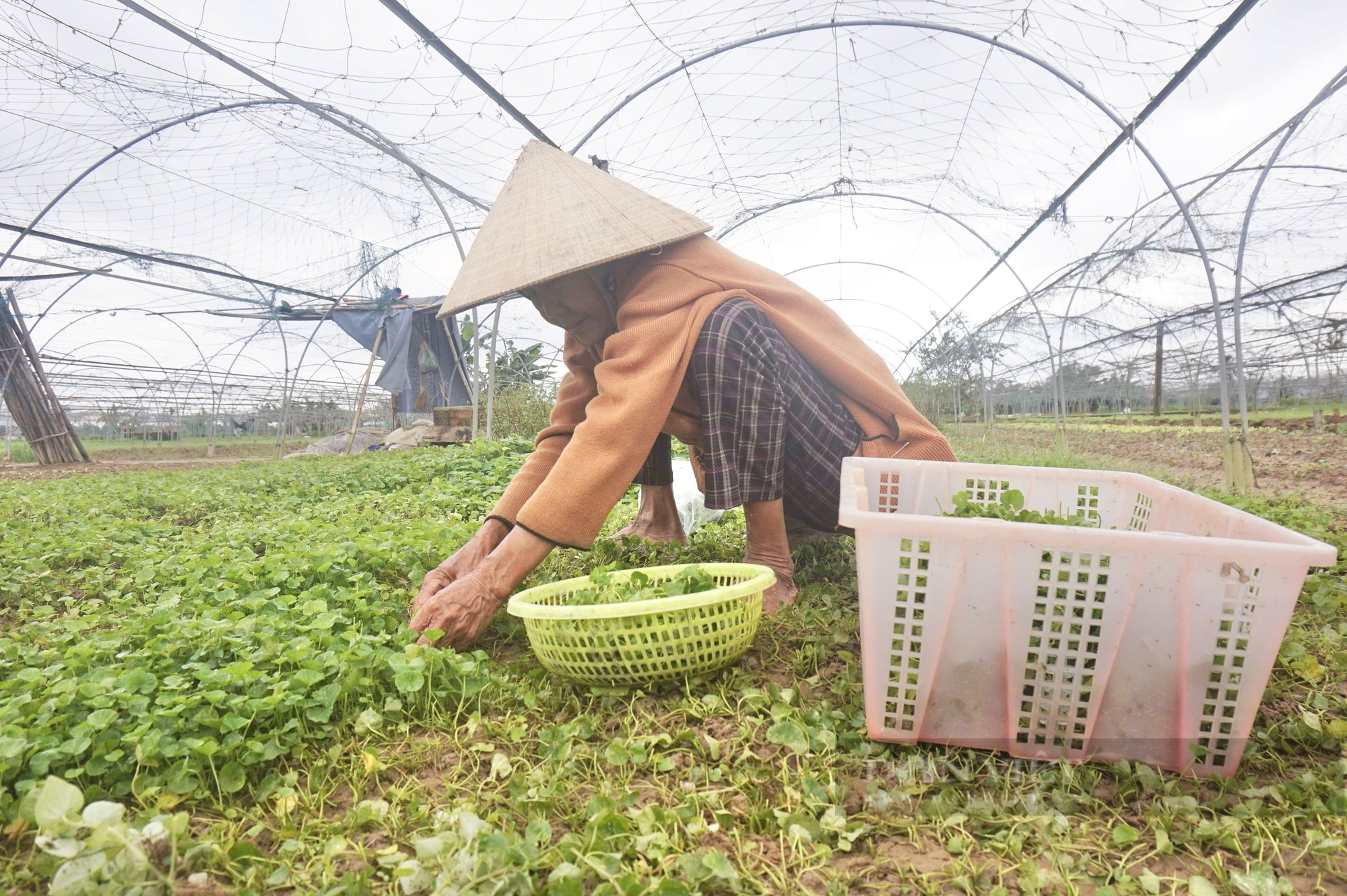 Tái sản xuất sau mưa lớn, nông dân Đà Nẵng kỳ vọng gì ở vụ rau Tết 2025? - Ảnh 6.