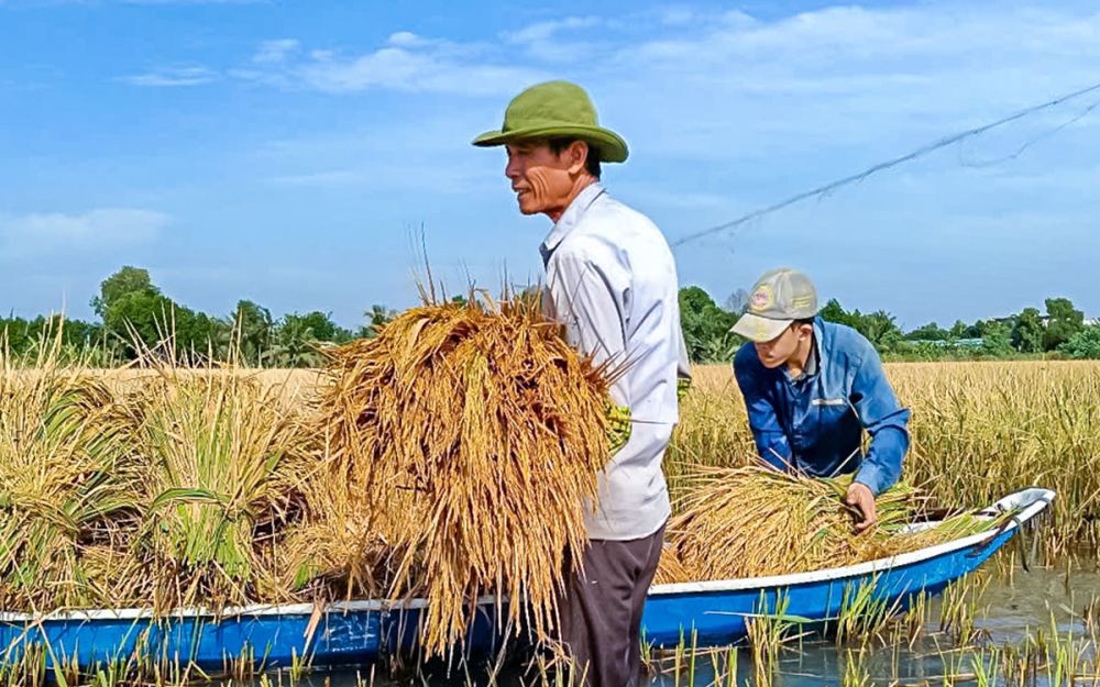 Ông Huỳnh Văn Thòn nêu sự khác nhau giữa cánh đồng mẫu lớn và đề án 1 triệu ha lúa CLC - Ảnh 3.