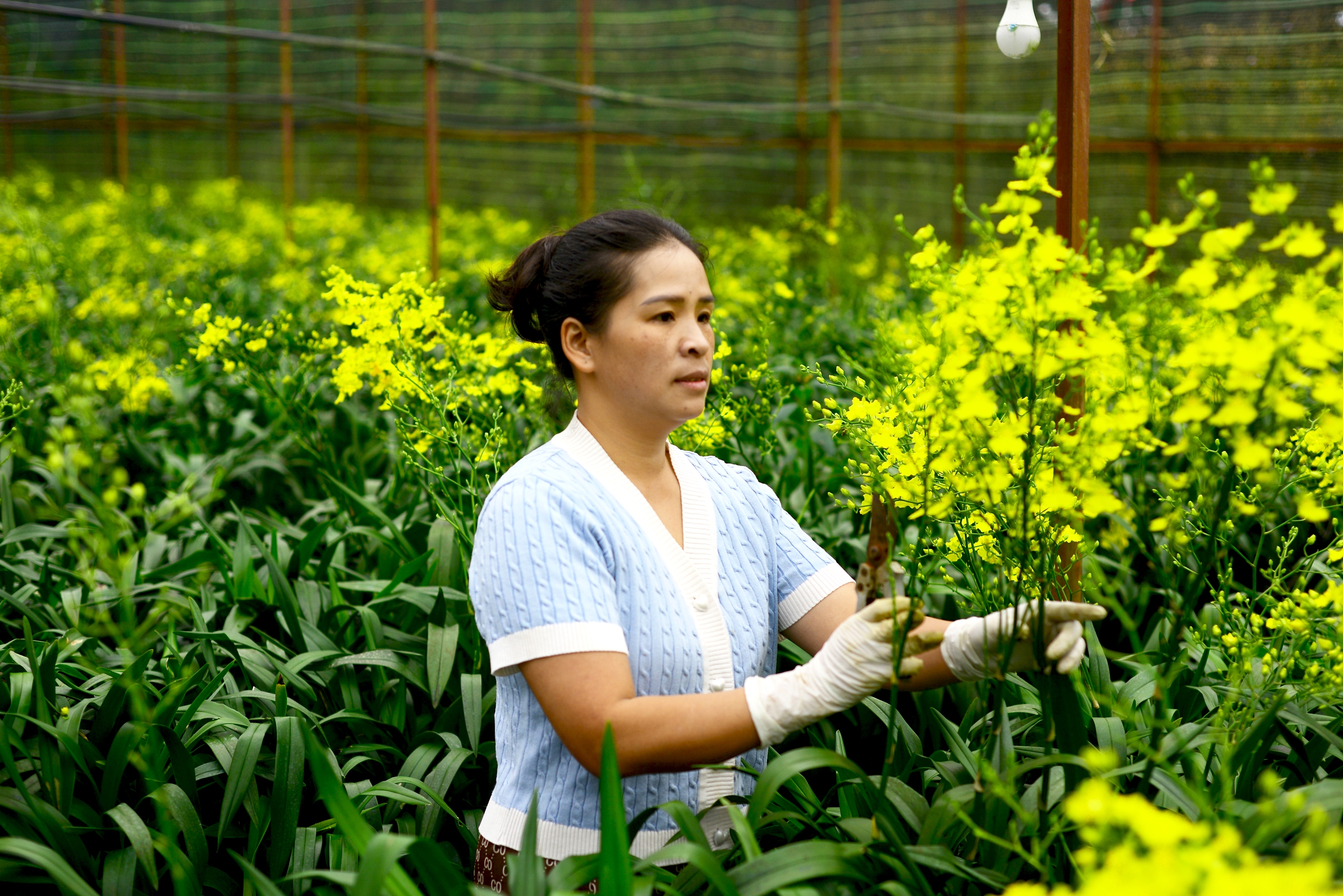 Vợ chồng Phó Chủ tịch xã trồng loại hoa gì mà có thêm thu nhập 40 triệu đồng mỗi tháng? - Ảnh 2.